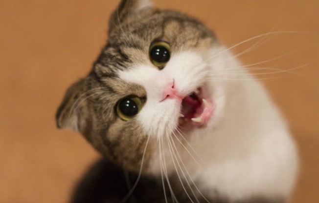 Suara Kucing