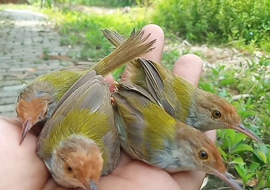 Cara Memikat Burung Prenjak