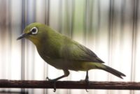Cara Merawat Burung Pleci Agar Cepat Gacor