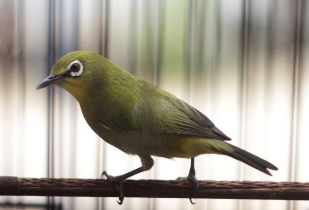 Cara Merawat Burung Pleci Agar Cepat Gacor