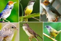 Jenis Burung Prenjak