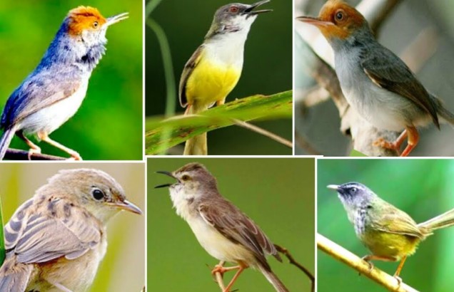 Jenis Burung Prenjak