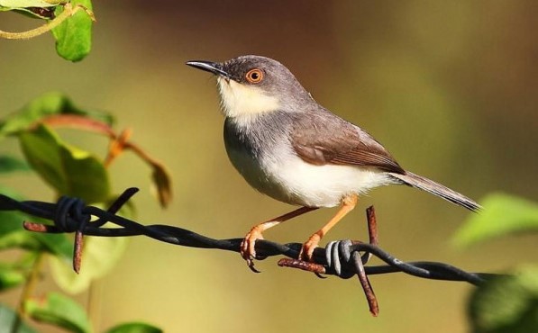 Makanan Burung Prenjak