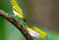 Perbedaan Burung Pleci Jantan dan Betina
