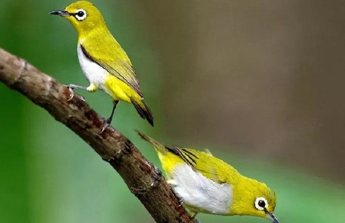 Perbedaan Burung Pleci Jantan dan Betina