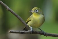 Suara Burung Pleci