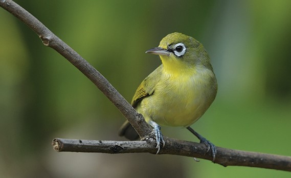 Suara Burung Pleci