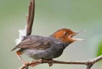 Suara Burung Prenjak