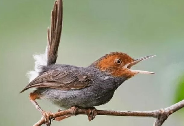 Suara Burung Prenjak