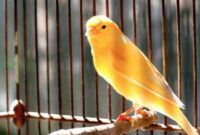 Jenis Burung Kenari yang Paling Bagus Kicauanya