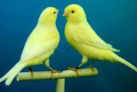 Perbedaan Kenari Jantan dan Betina