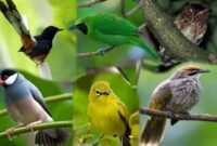 Suara Burung Kecil Ribut