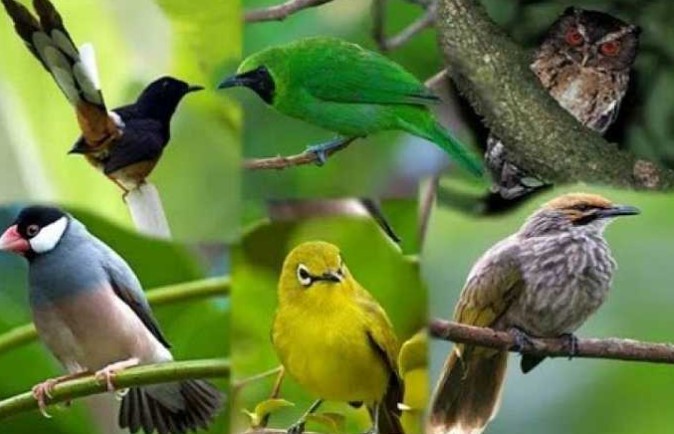 Suara Burung Kecil Ribut