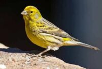 Suara Burung Kenari