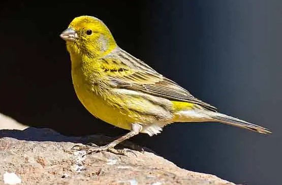 Download Suara Burung Kenari Gacor Mp3 Durasi Panjang