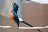 Suara Burung Mp3 Untuk Masteran