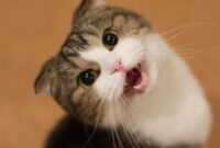 Suara Kucing