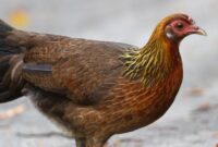 Suara Pikat Ayam Hutan Betina