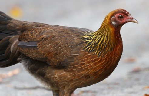 Suara Pikat Ayam Hutan Betina