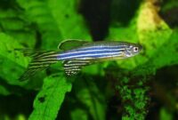 Ikan Hias Air Tawar yang Bisa Dicampur