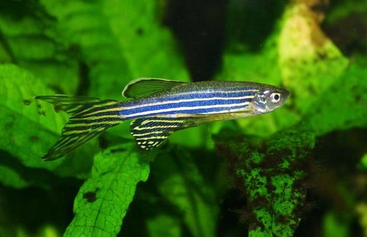 Ikan Hias Air Tawar yang Bisa Dicampur