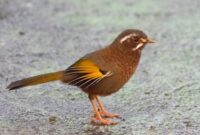 Makanan Burung Poksay
