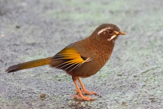 Makanan Burung Poksay