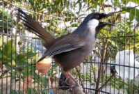 Suara Burung Poksay