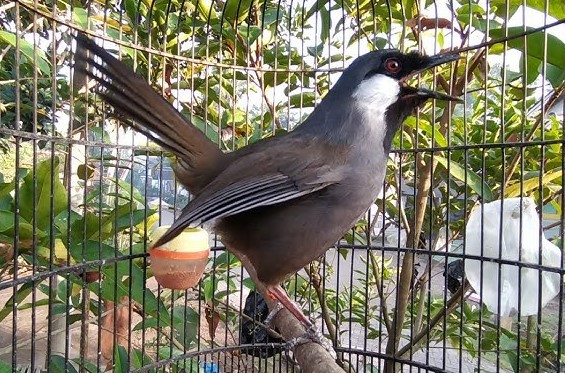 Suara Burung Poksay