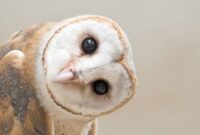 suara burung hantu