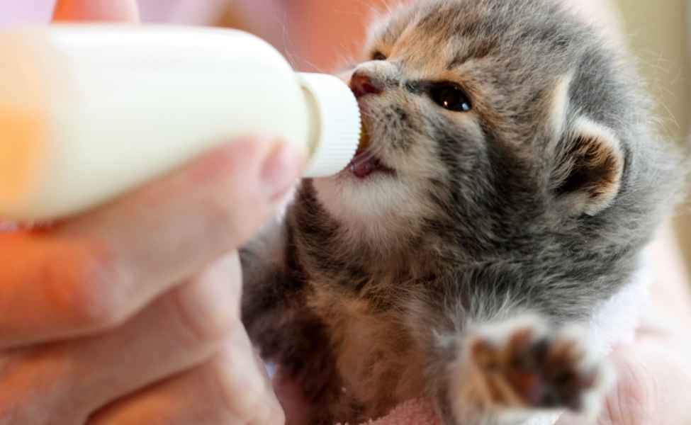 Cara memberi makan anak kucing tanpa induk