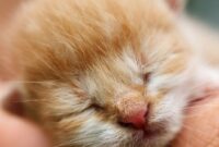 16 Cara Merawat Anak Kucing Tanpa Induk - Blog Ruparupa