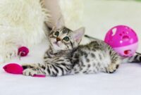 Alat yang dibutuhkan untuk merawat anak kucing