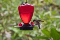 Mengapa kolibri tidak datang ke feeder