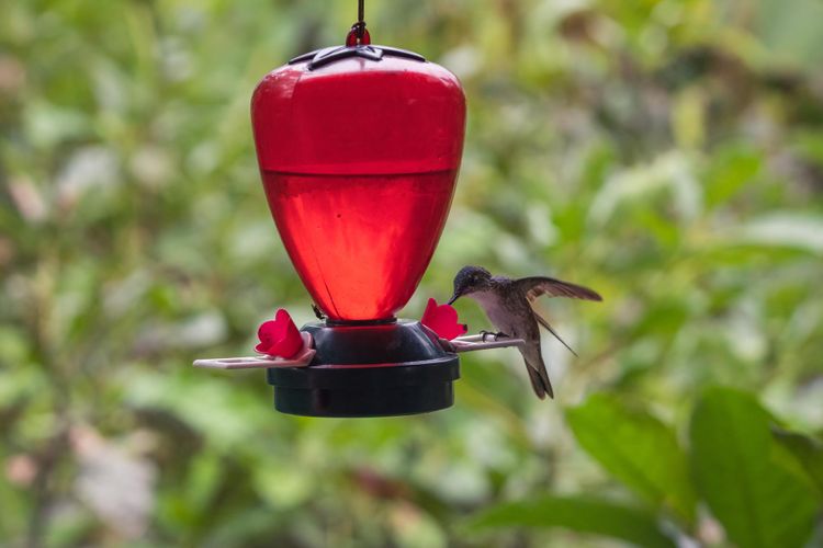 Mengapa kolibri tidak datang ke feeder