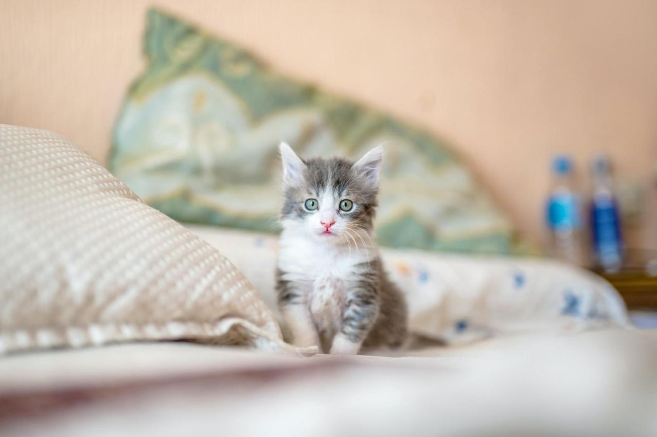Cara memberi makan anak kucing tanpa induk
