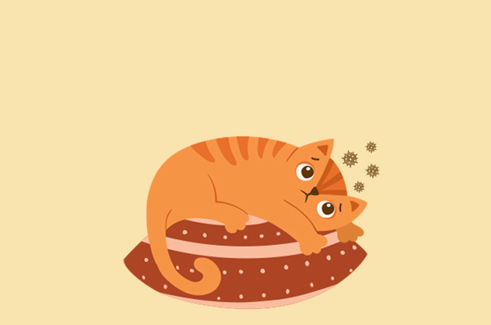 Cara menghangatkan anak kucing yang kedinginan