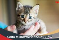 Tips merawat anak kucing yang ditinggalkan