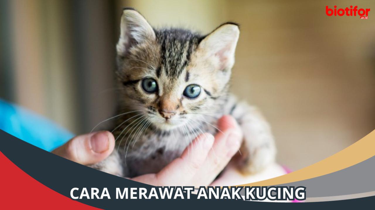 Tips merawat anak kucing yang ditinggalkan