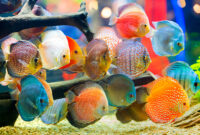 Jenis ikan hias yang mudah dipelihara