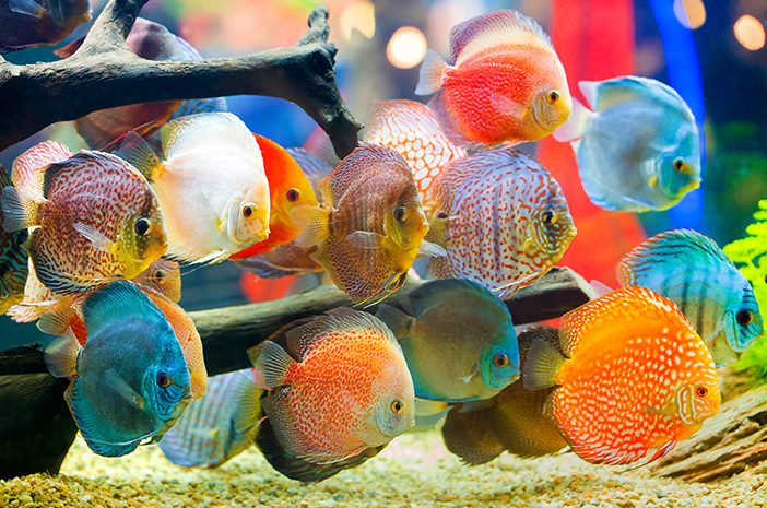 Jenis ikan hias yang mudah dipelihara
