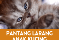 Cara menghangatkan anak kucing yang kedinginan