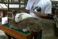 Keuntungan beternak kelinci pedaging di rumah