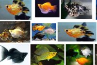 Cara memilih makanan untuk ikan hias