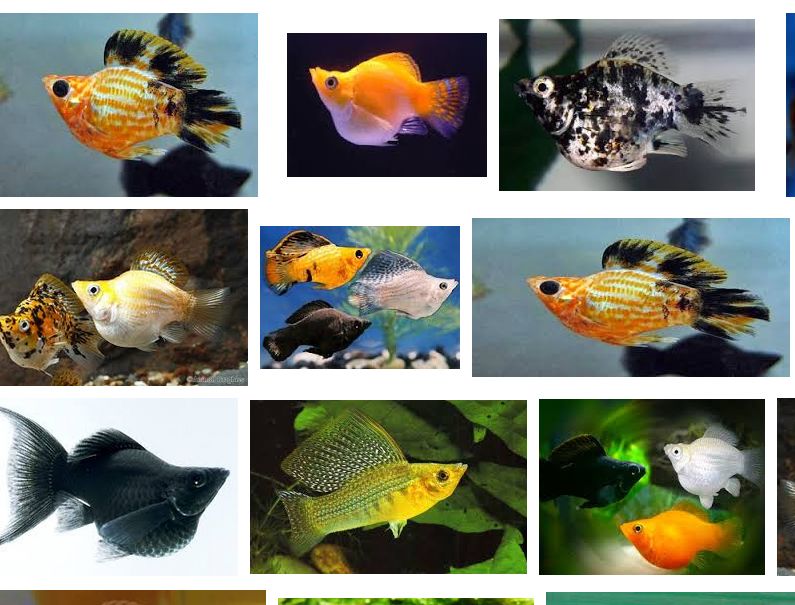 Cara memilih makanan untuk ikan hias