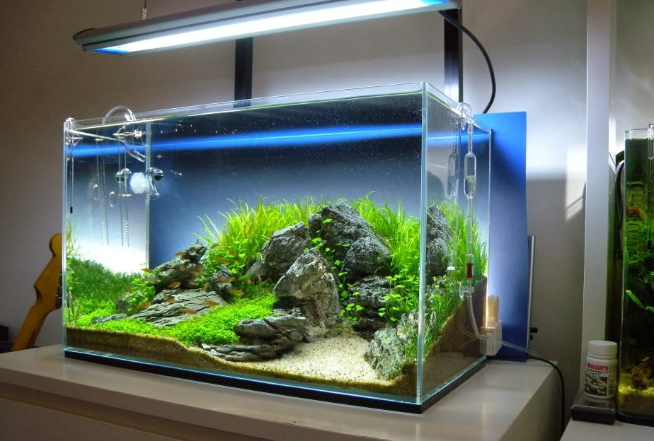 Panduan setting aquarium untuk ikan hias