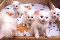 Alat yang dibutuhkan untuk merawat anak kucing