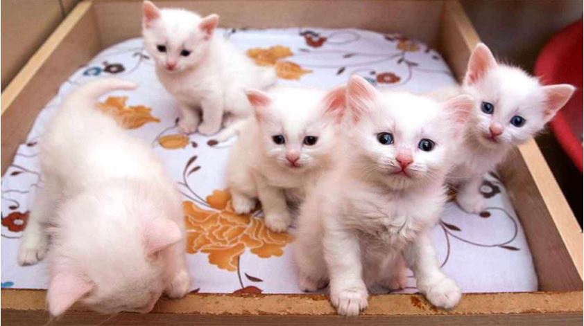 Alat yang dibutuhkan untuk merawat anak kucing