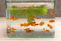Cara Merawat Ikan Hias Tanpa Oksigen di Akuarium - Suplemen dan Pupuk ...