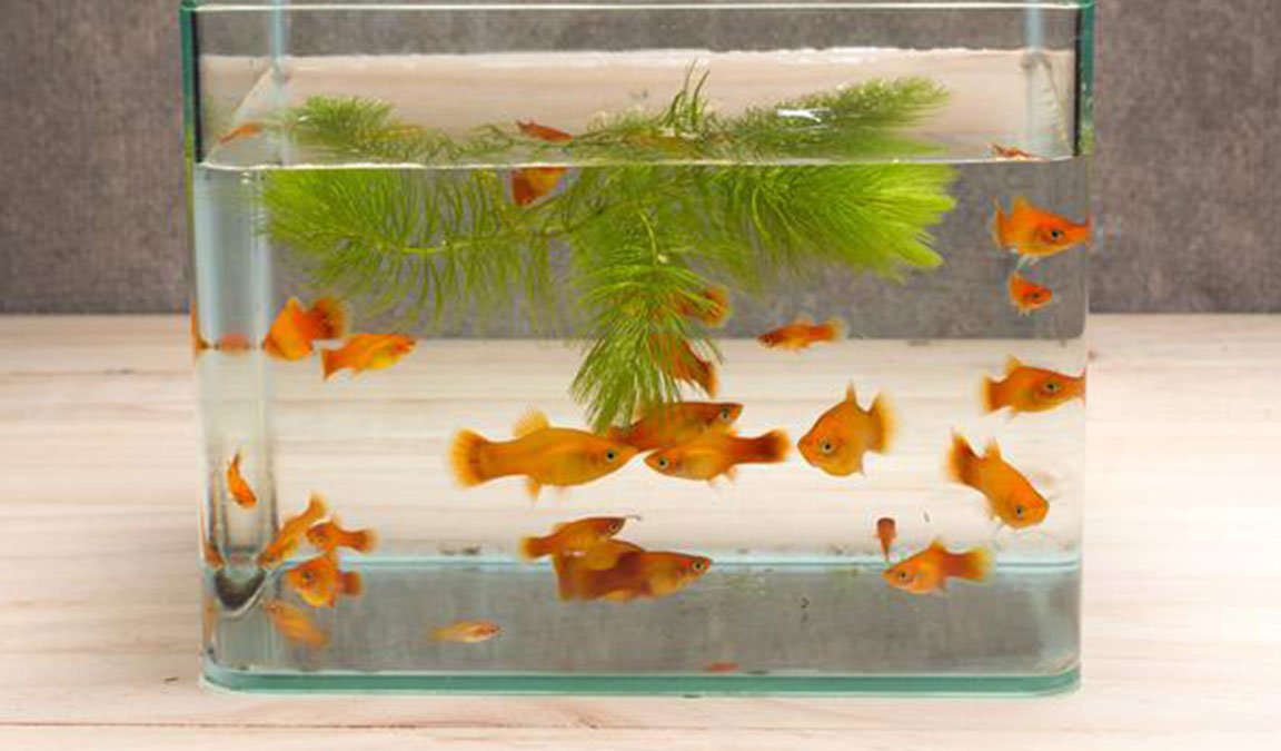 Cara Merawat Ikan Hias Tanpa Oksigen di Akuarium - Suplemen dan Pupuk ...